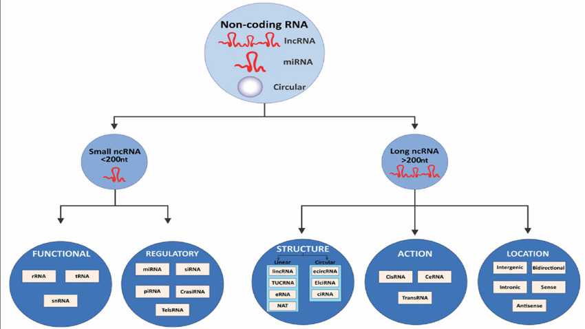 <p>Classification of noncoding RNAs (ncRNAs)</p>