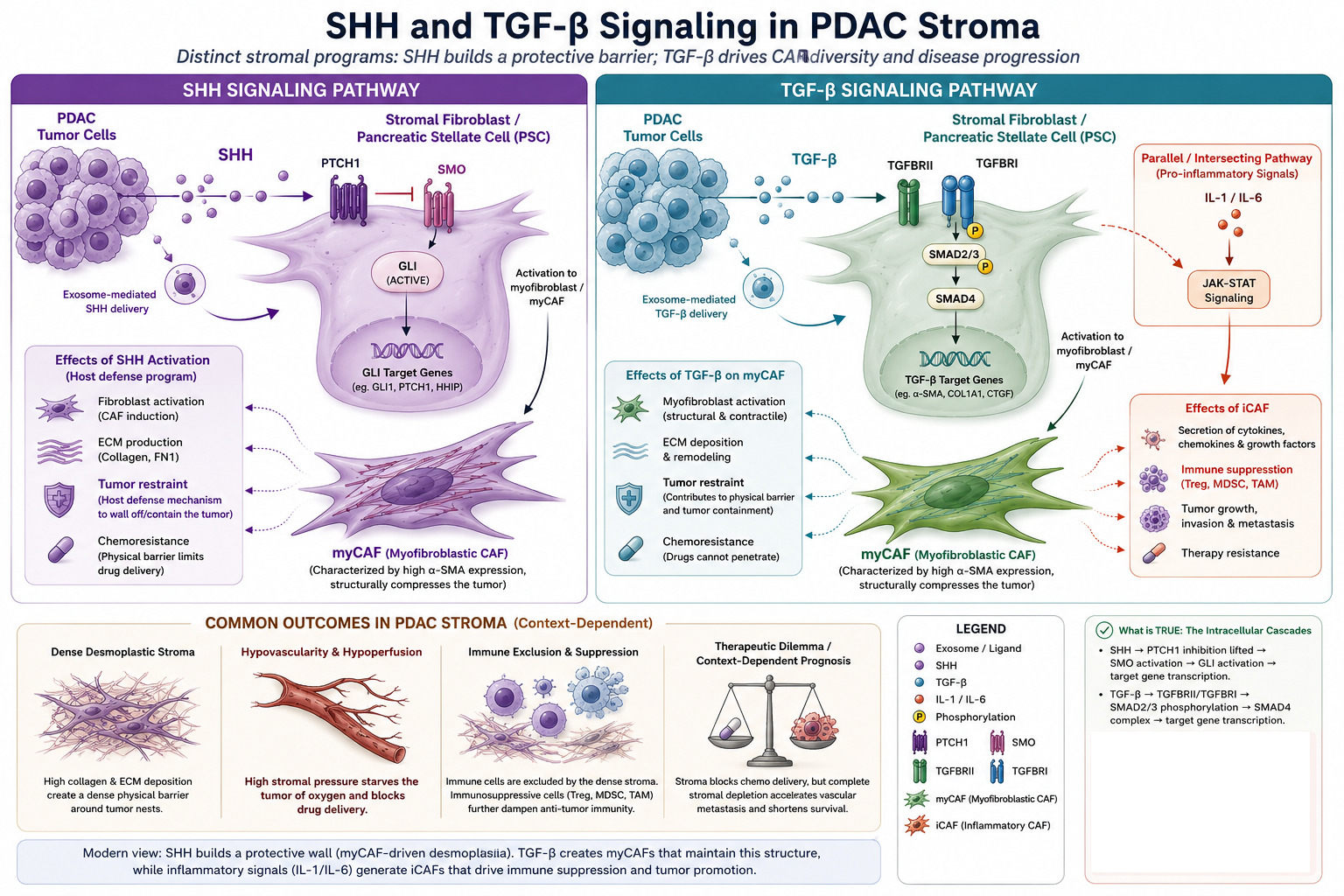 Summurize of SHH and TGF beta roles