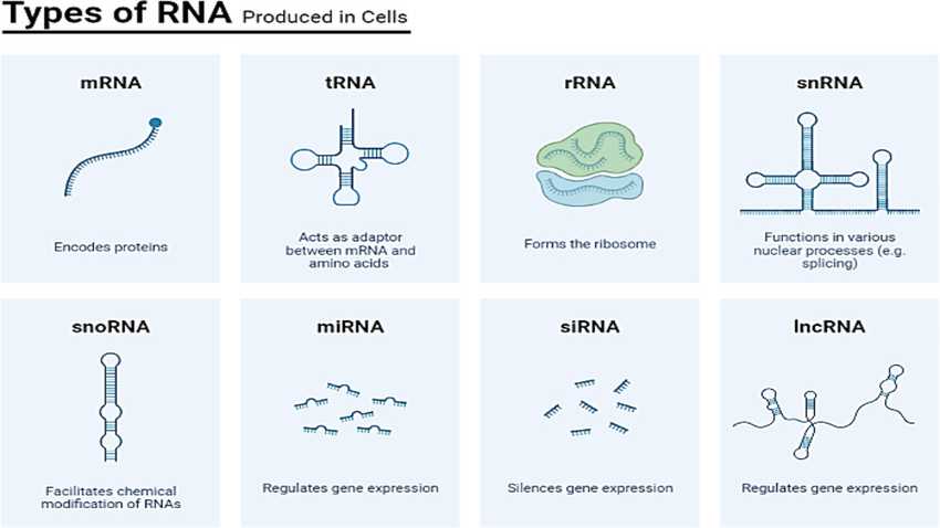 <p>Diversity of types of RNA produced in cells</p>