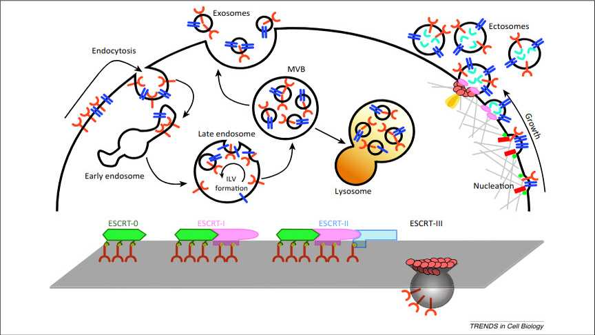 <p>Exosome and ectosome biogenesis. Exosome biogenesis and intracellular life are depicted on the left. Transmembrane proteins (red) are endocytosed and trafficked to early endosomes. Once sorted to late endosomes, the endosomal sorting complex required for transport (ESCRT)-0 complex recruits ubiquitinated proteins, while ESCRT-I and -II mediate the budding of intraluminal vesicles (ILVs). The multivesicular body (MVB) can either follow a degradation pathway fusing with lysosomes (orange) or proceed to release the ILVs as exosomes to the extracellular space by an exocytic step. A summary of the ESCRT cycle as determined from exosome studies is shown at the bottom. Ectosome assembly is illustrated on the right. During nucleation at the plasma membrane, transmembrane proteins (blue) are clustered in discrete membrane domains that promote outward membrane budding. Tetraspanins and other proteins abundant at the domain may have a role by promoting the sorting of other components. Lipidic anchors (myristoylation, palmitoylation) of proteins (green) accumulate proteins in the lumen as well as contributing to membrane curvature. Additional mechanisms of ectosome formation include the Ca2+ -activated scramblases (red rectangles), which randomize the distribution of lipids between the two faces of the plasma membrane. The cytoskeleton (light gray) becomes looser, while cytosolic proteins and RNA molecules (aquamarine) are sorted to ectosomes. Recruited TSG101, a member of the ESCRT-I complex, mediates mobilization to the plasma membrane of ESCRT-III (salmon subunit), which promotes the assembly of a spiral. The specific ATPase VPS4 (orange) mediates the disassembly of the spiral by pulling its end</p>
