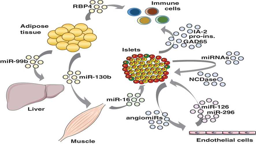 <p>Exosomes as new players in metabolic organ cross-talk</p>